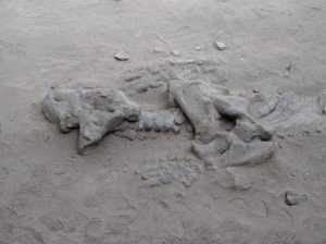 Dinosaurs